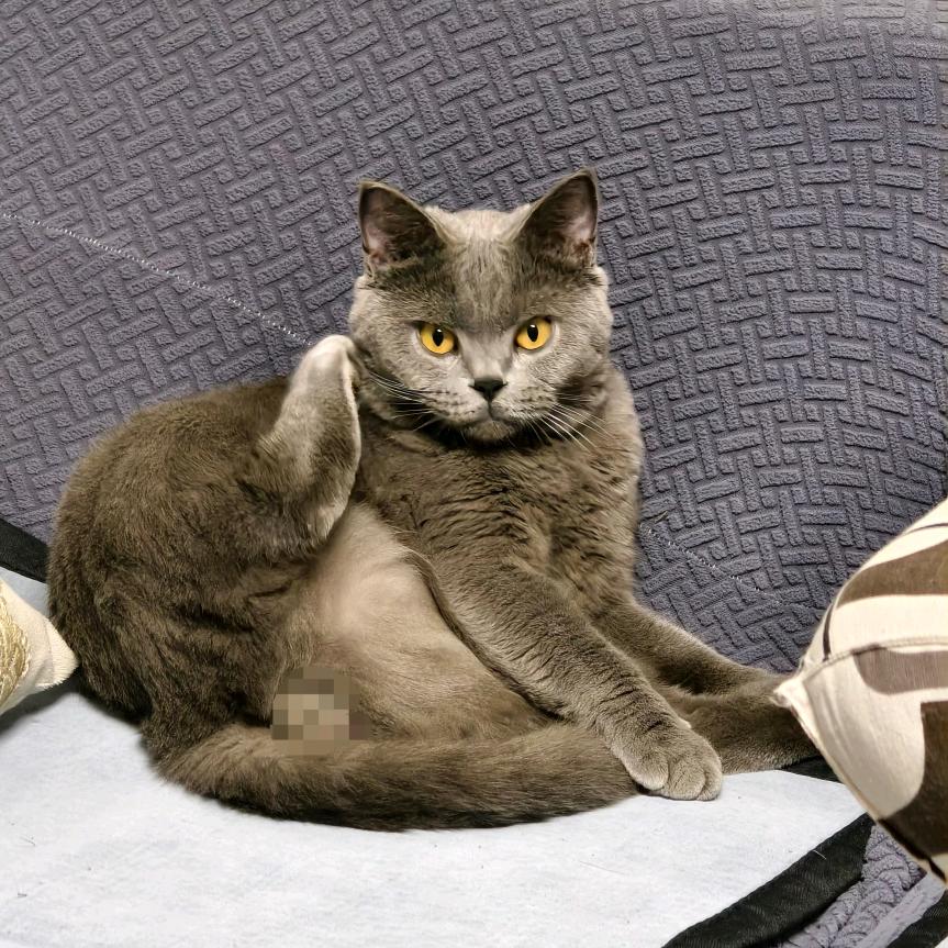抬脚老猫