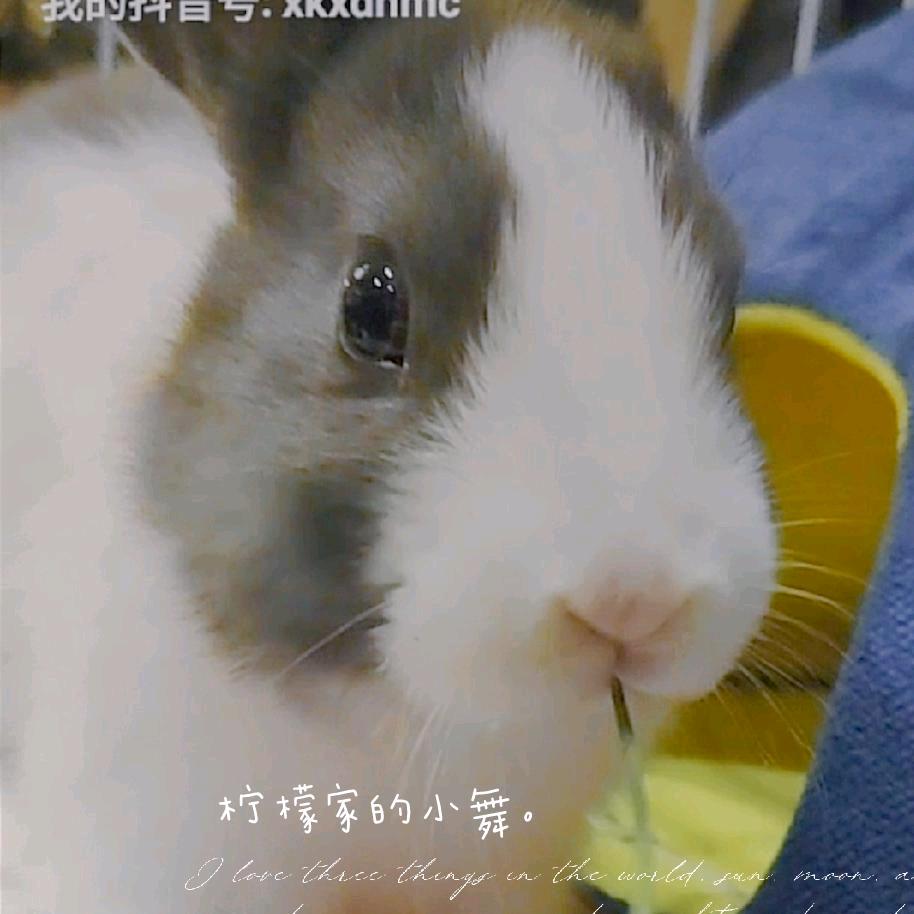 巧克力家的小舞