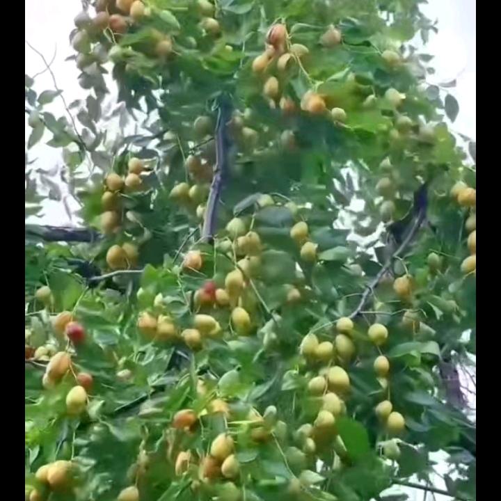 阿荣