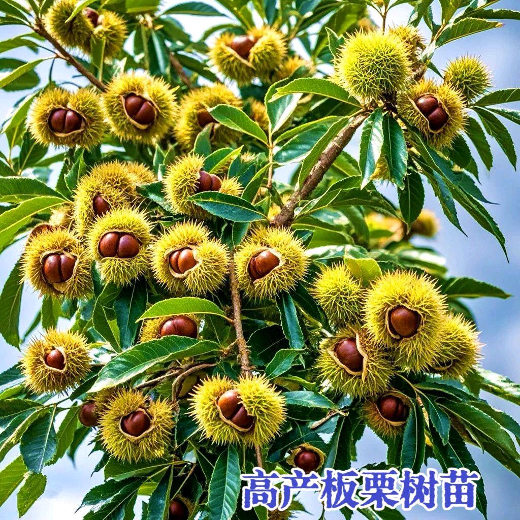 兆家军事新闻
