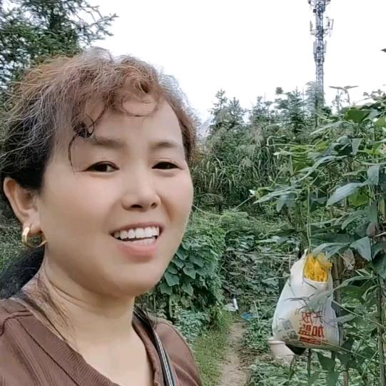 农家香菇