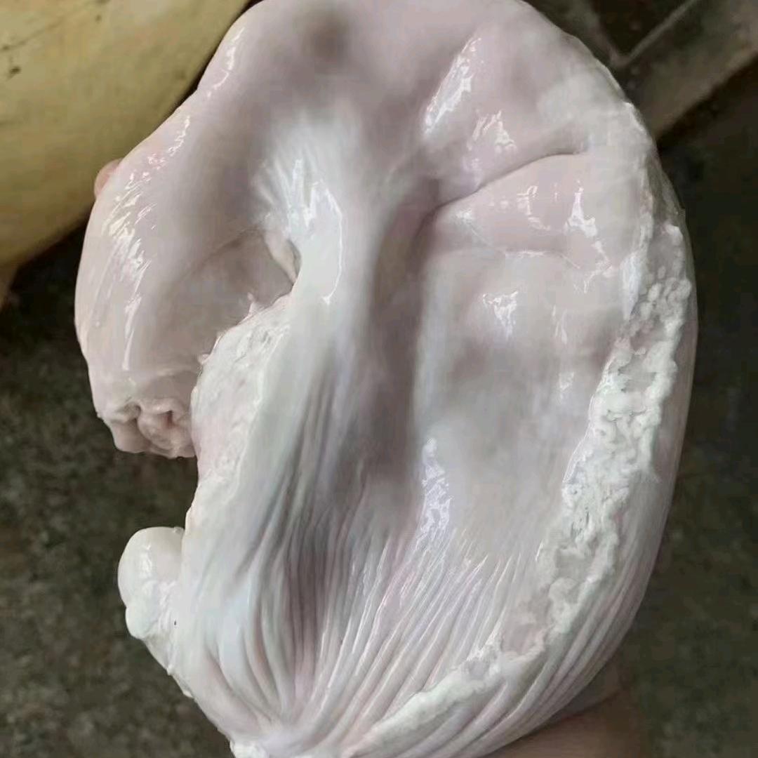 大型屠宰场猪副产品批发