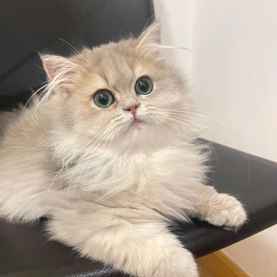 喵太萌找猫寻狗宠物寻回服务部