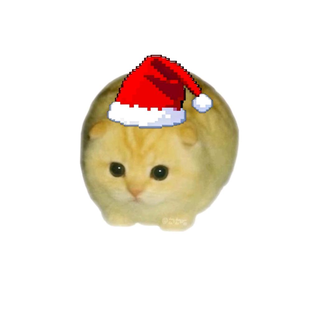 小狗专升本/成猫高考/考研/考公/考编