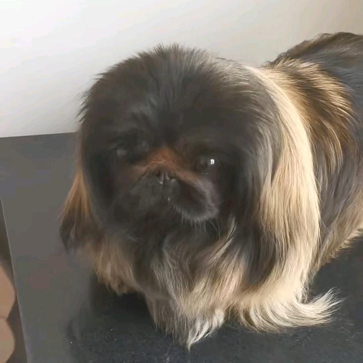 麻花（今晚首播）