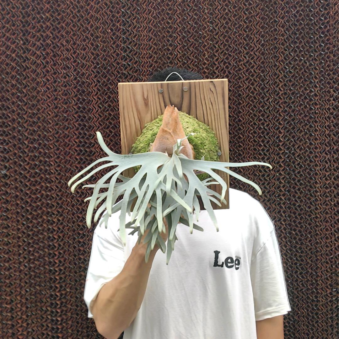 楠沙银鹿大棚