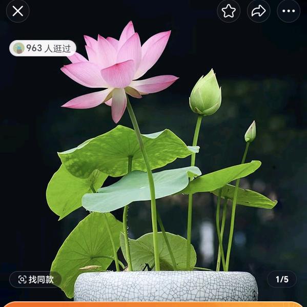 张丽红