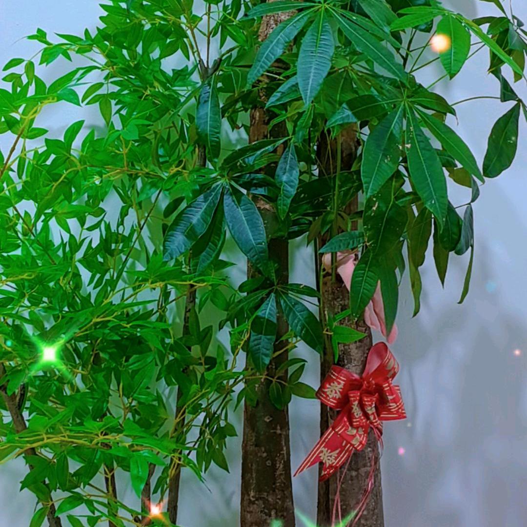 阳光正好