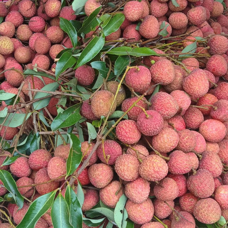 小毛豆抖音
