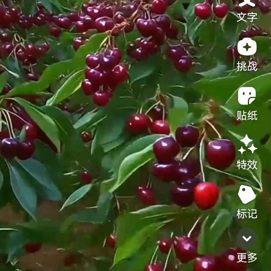 ’🍃顺其自然🌿