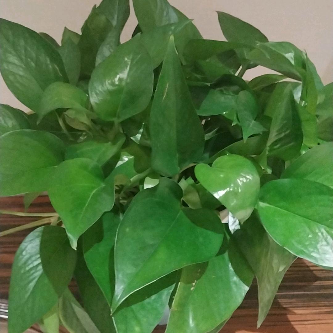 紫风铃吐鲁番维也纳酒店火焰山路店