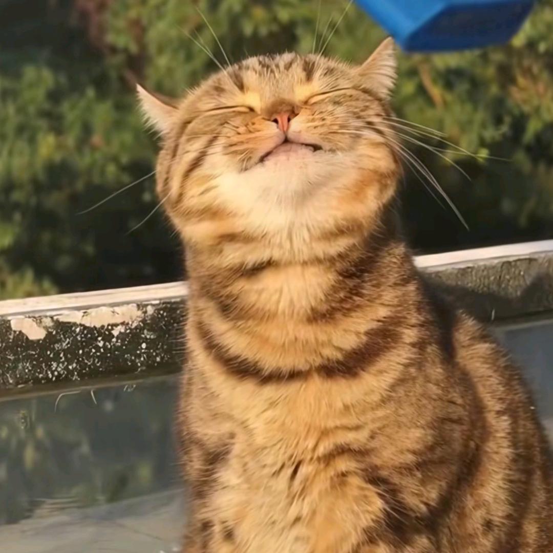皮蛋瘦肉粥