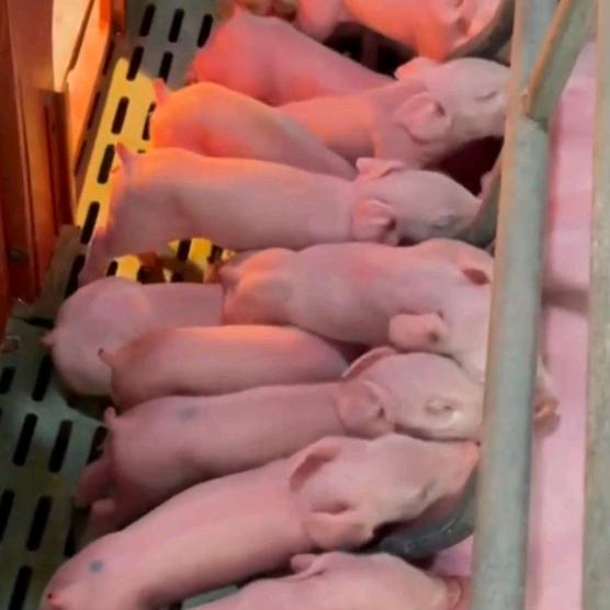 养猪的平凡人→楼房自动化养猪