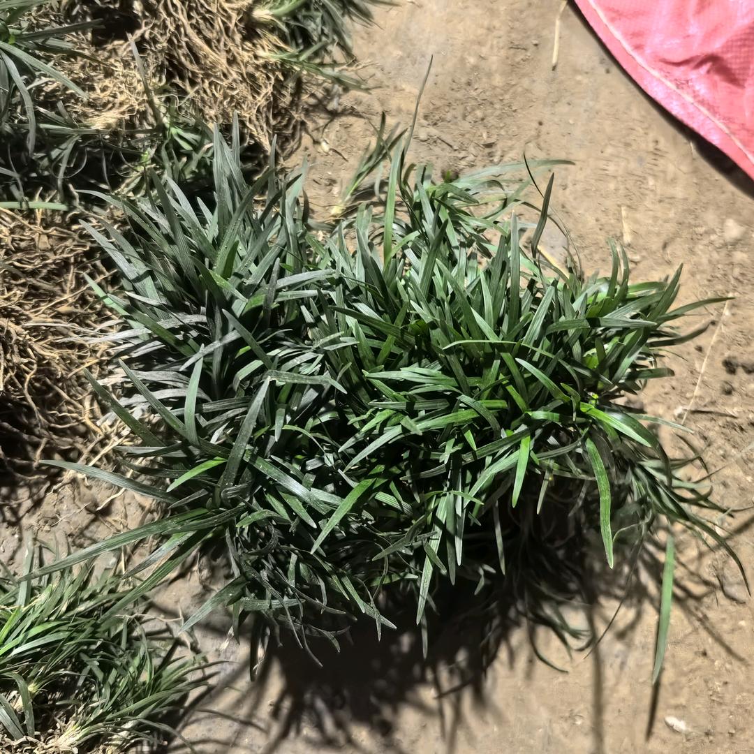 襄阳麦冬草玉龙草基地直销