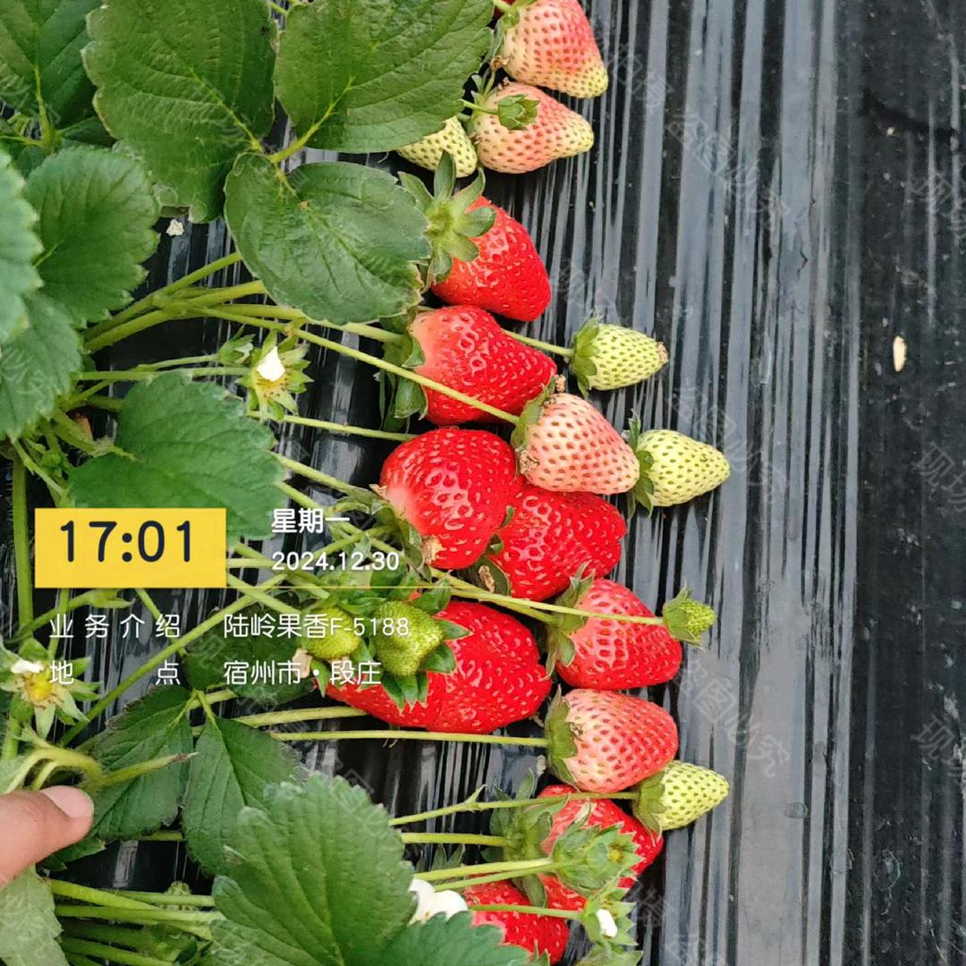 🍓🍓 晁二哥·草莓管家