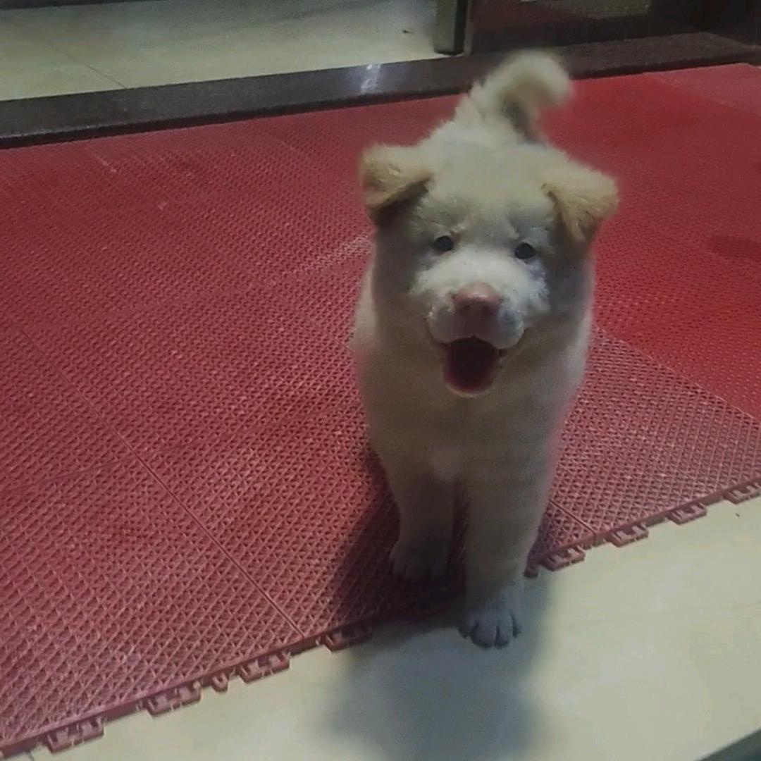 小胖墩的汪星球