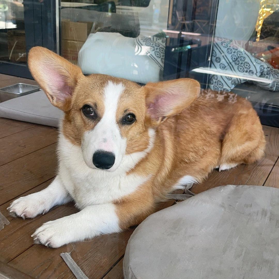 新宝岛餐厅~三只活宝