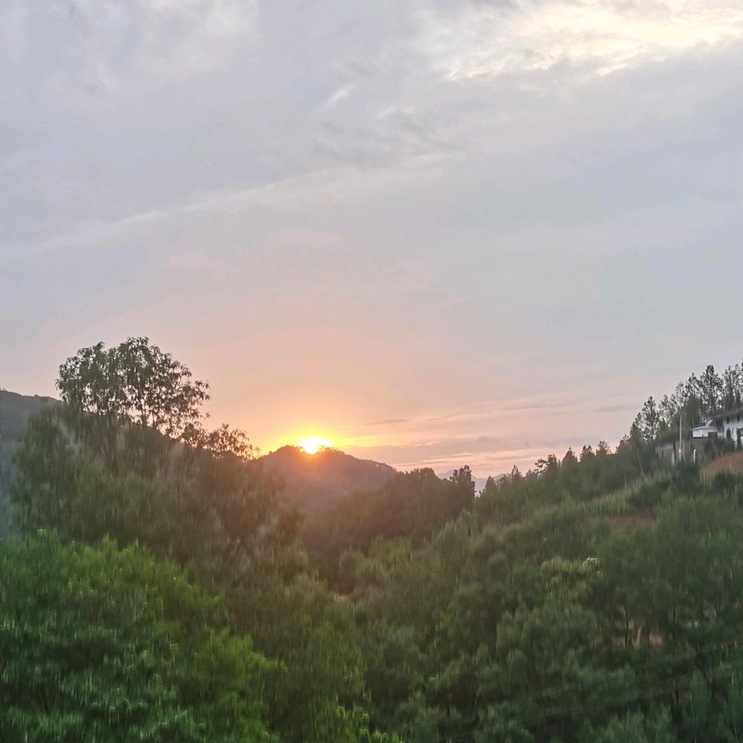 紫阳土豆批发