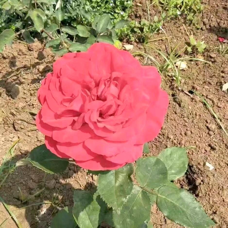 小瓶盖