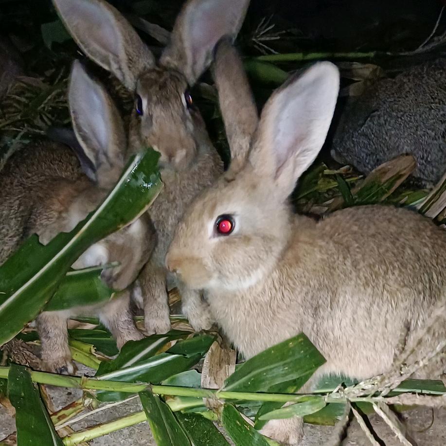 🐰农村散养兔🐰