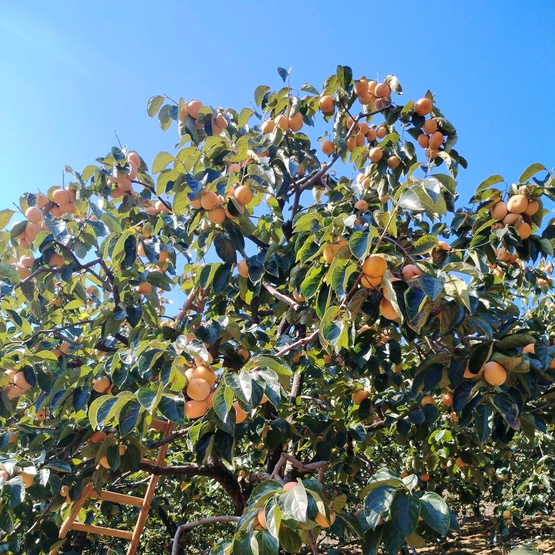 桂林铭记农产品（一件代发）