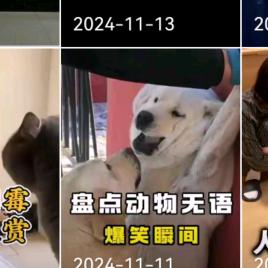 小黄宠物优选