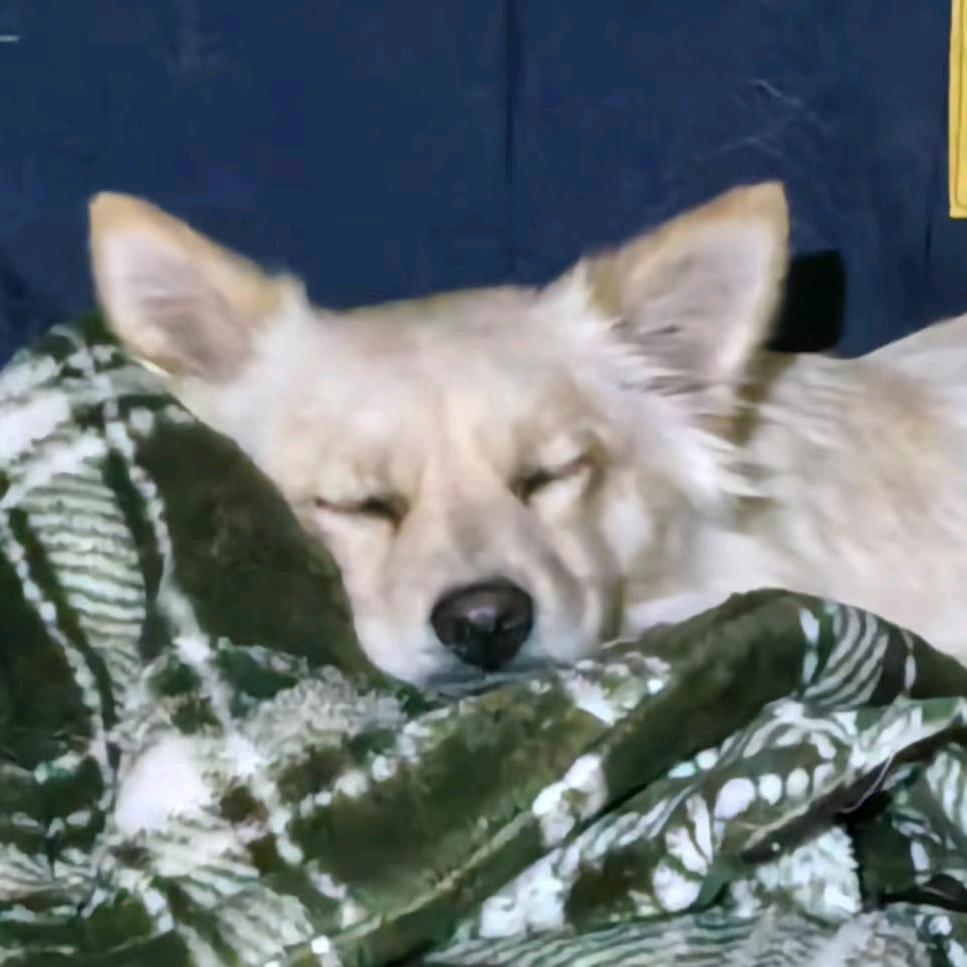 小简大王∠(°ゝ°)