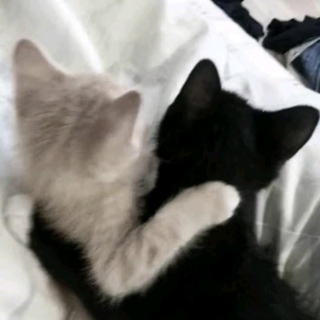 猫九
