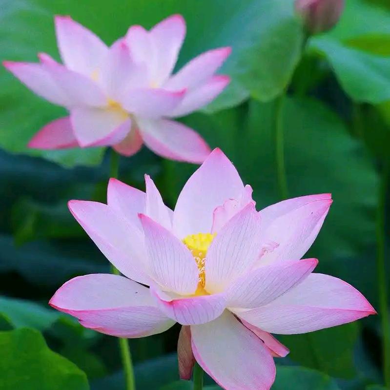 🌸🍃荷花🌿