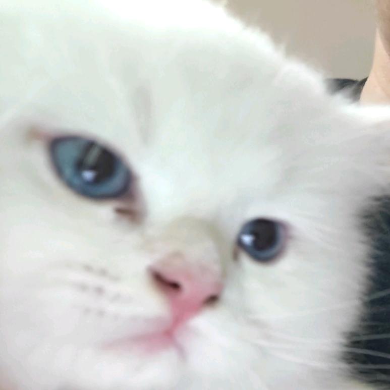 桂圆