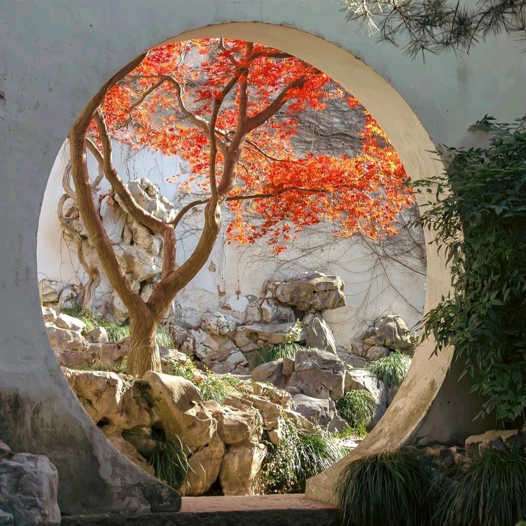 爱养泰狮的兰寿