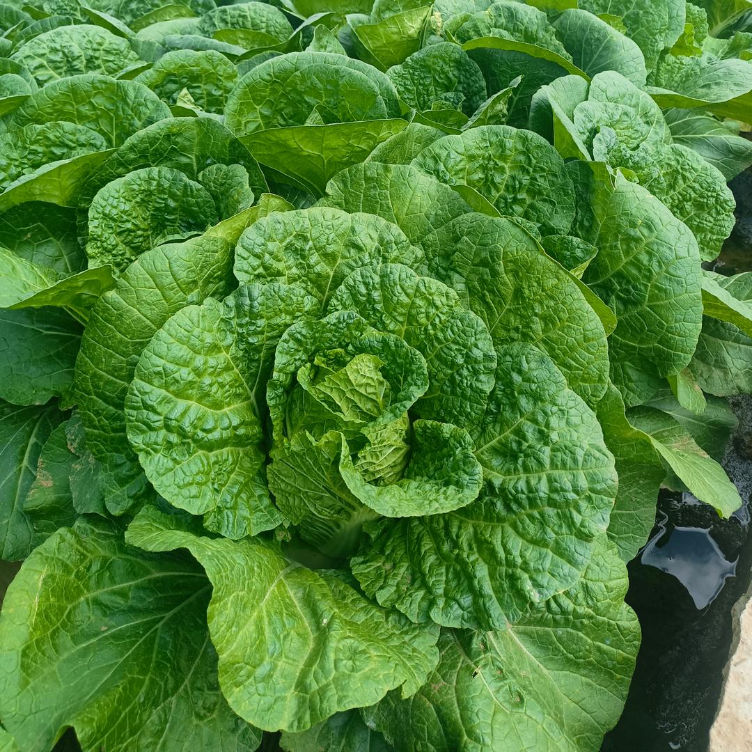 云南生态蔬菜