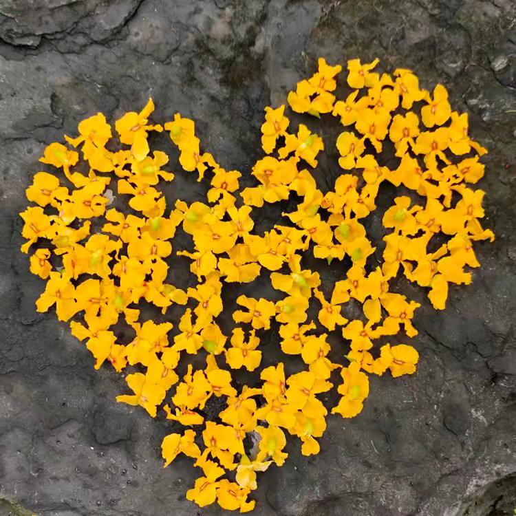 ❤心～呀❤