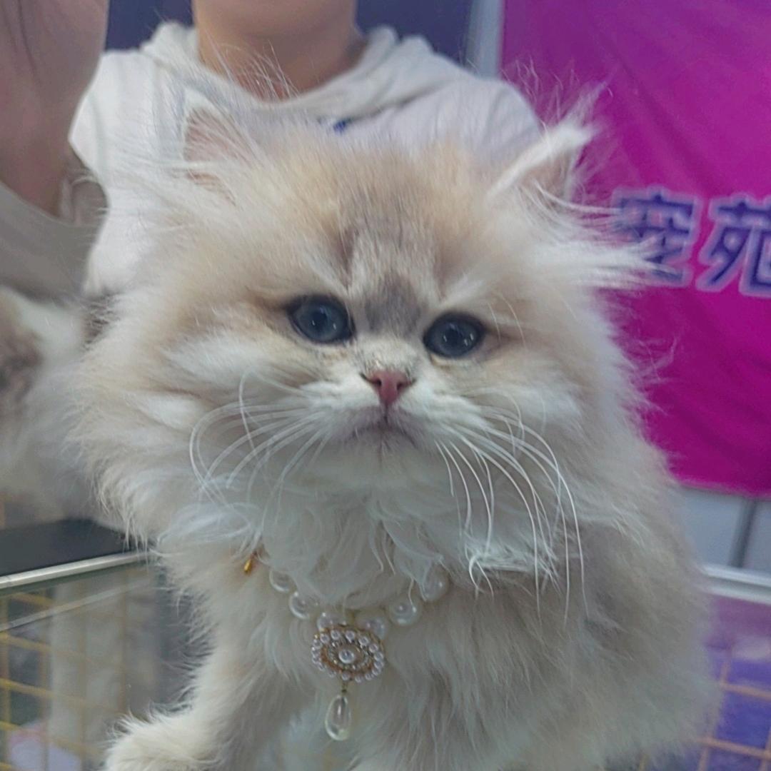 恋上一艘大轮船·ᥫᩣ