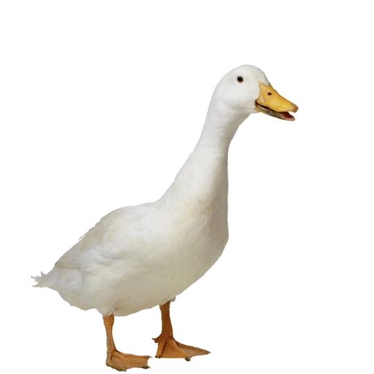 ytyt
