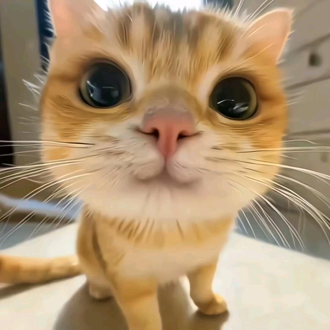 苦瓜大王