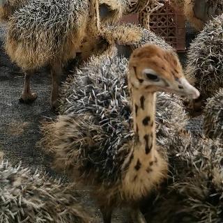 鸵鸟甄选