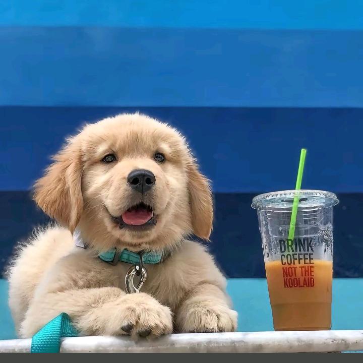 小狗