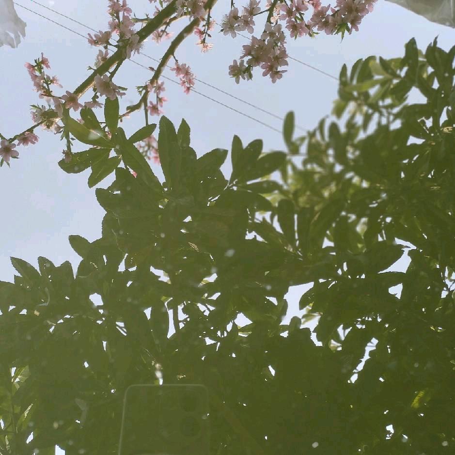 人生如戏