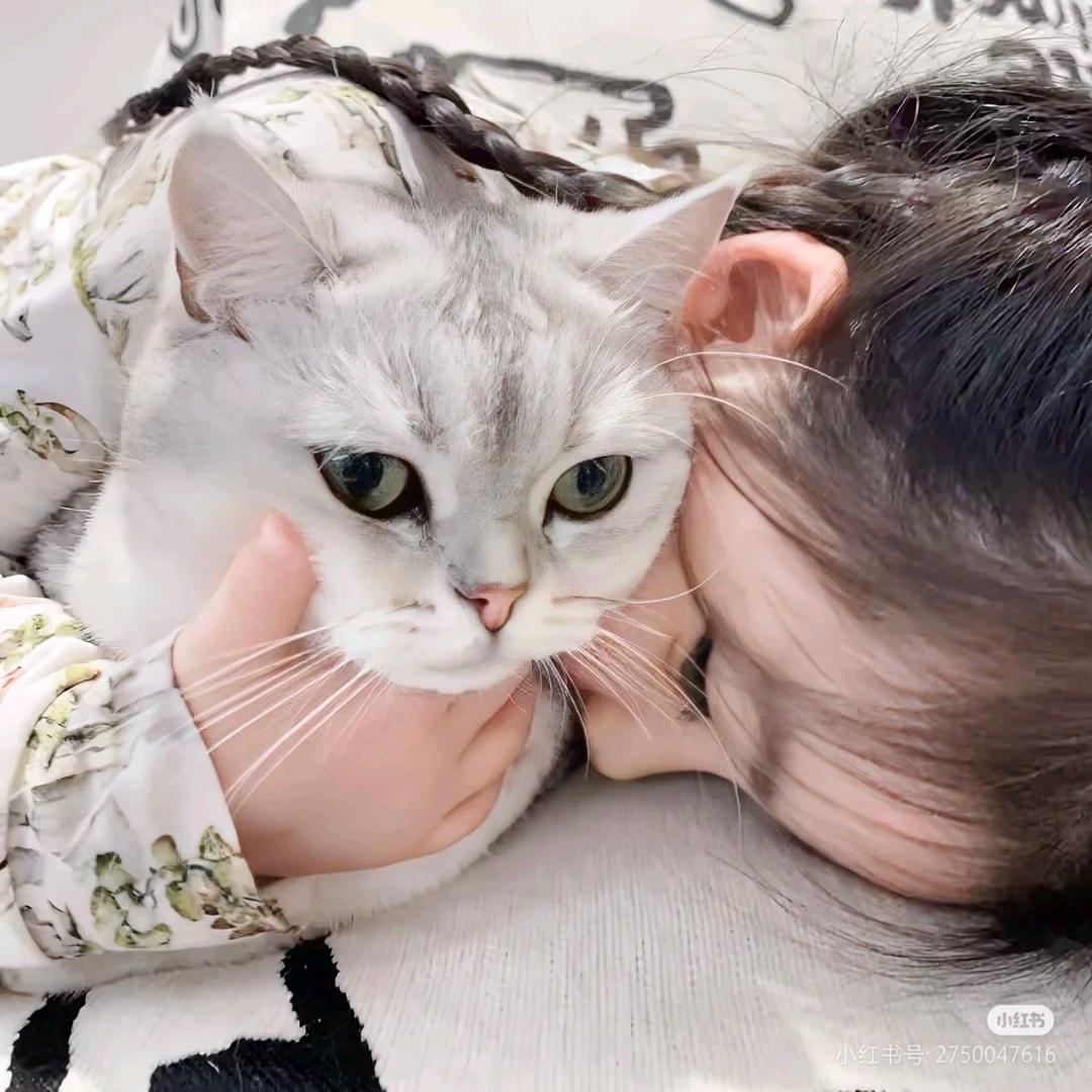猫猫雨