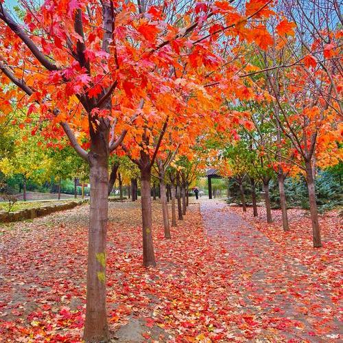 银杏树