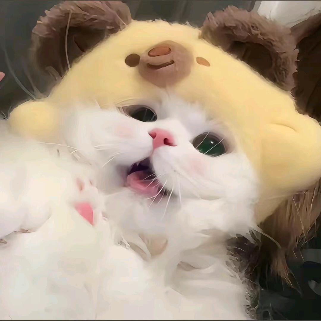 鲸鱼的小猫工作室