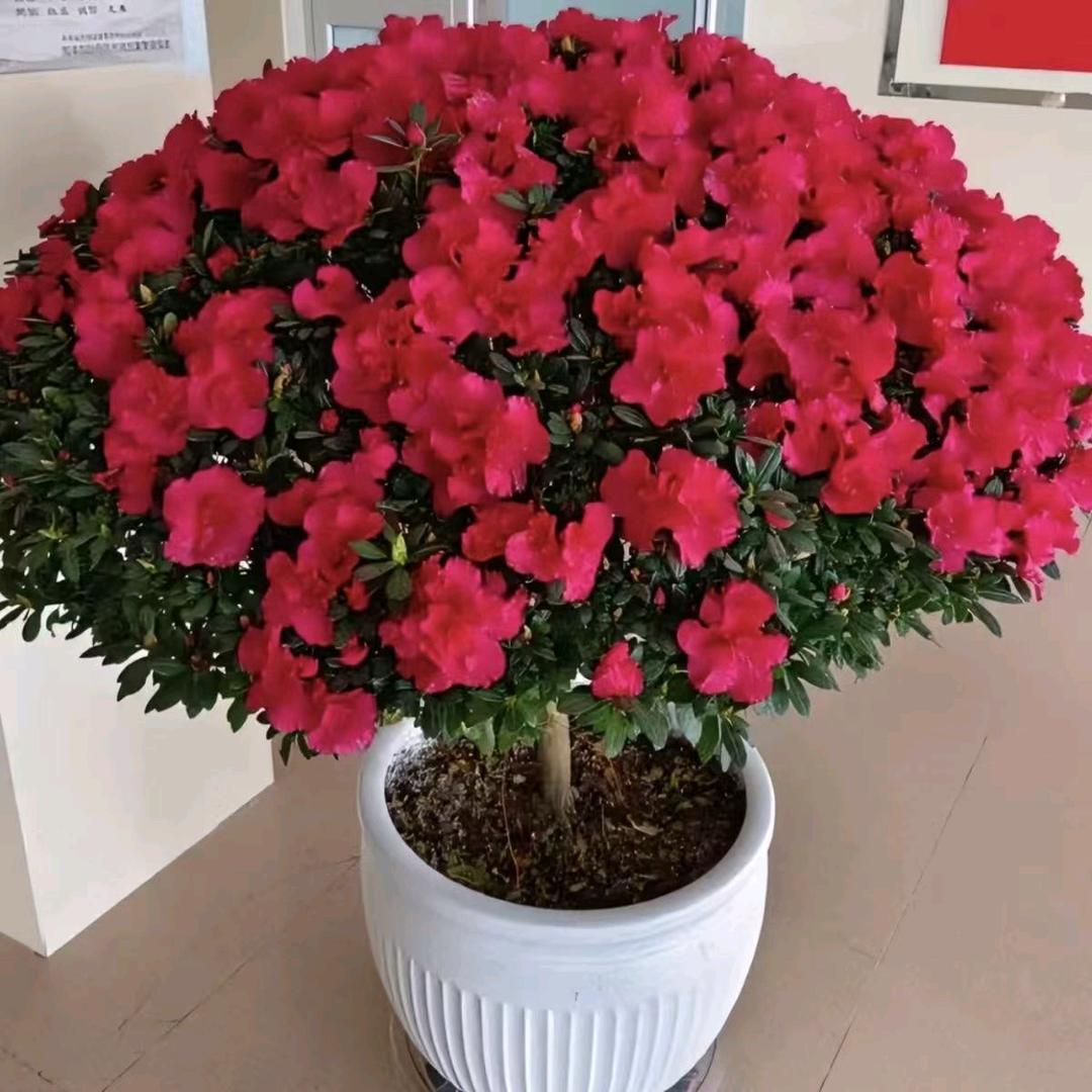 鲜花搬运工