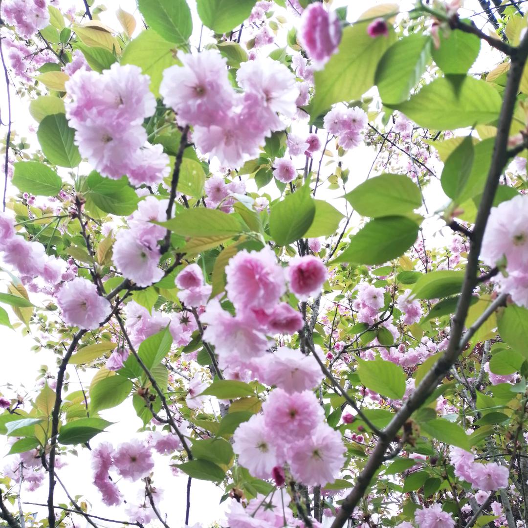 ℋღ💞无忧の无虑🍒᭄࿐