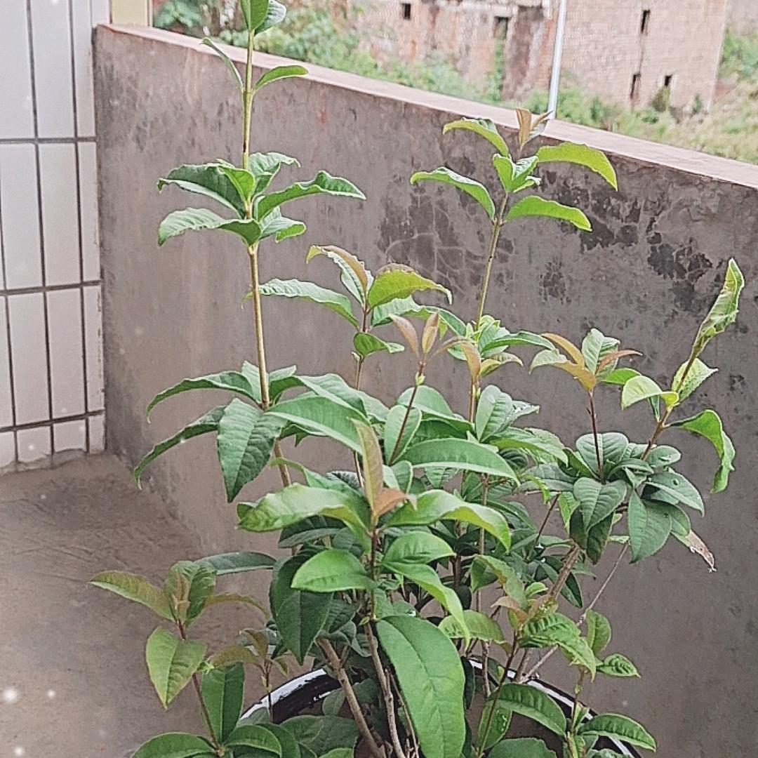 莲花至深圳客车