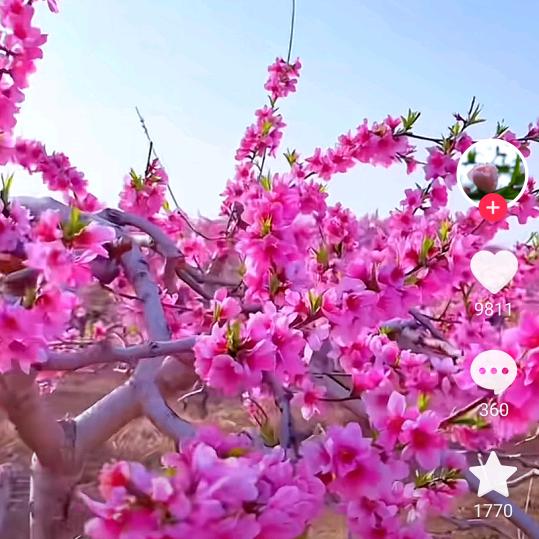 幸福的太阳