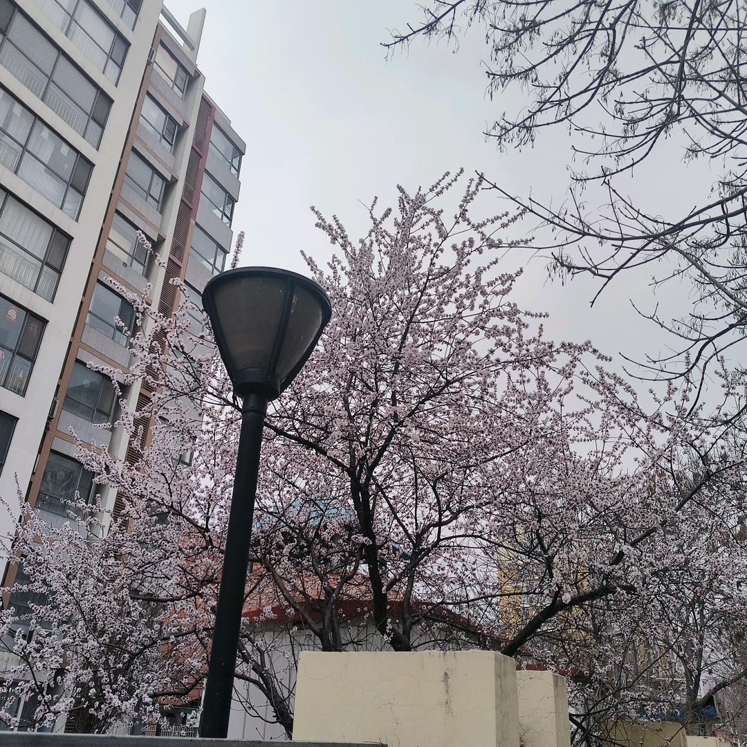 一战成名ALG