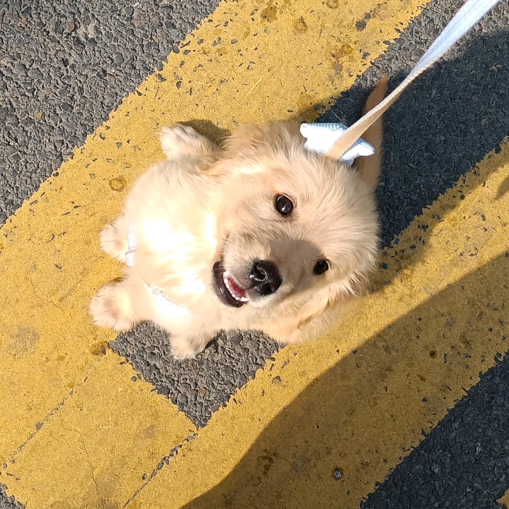 祁球球起球球