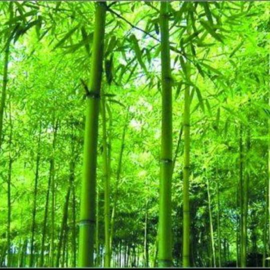 竹林听雨