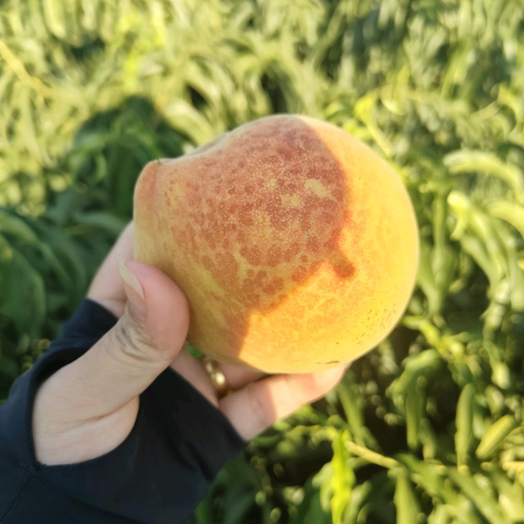 嘻嘻哈哈